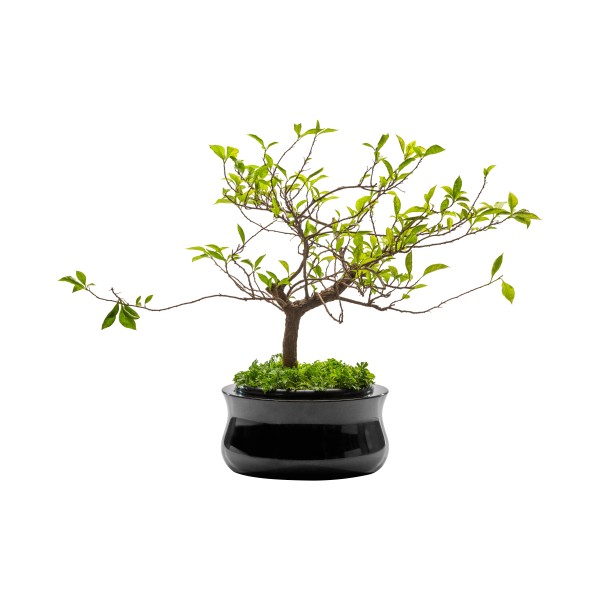 Vasque en granit - Fleurir avec élégance - Sansone Origine